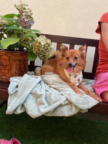 Maggy - junge Spitz-Dame mit Potenzial