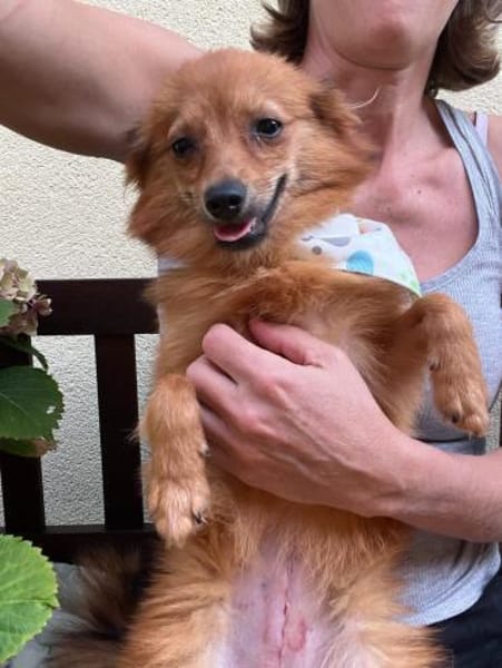 Maggy - junge Spitz-Dame mit Potenzial