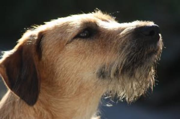 Penny  Kleine Pfoten, großes Glück