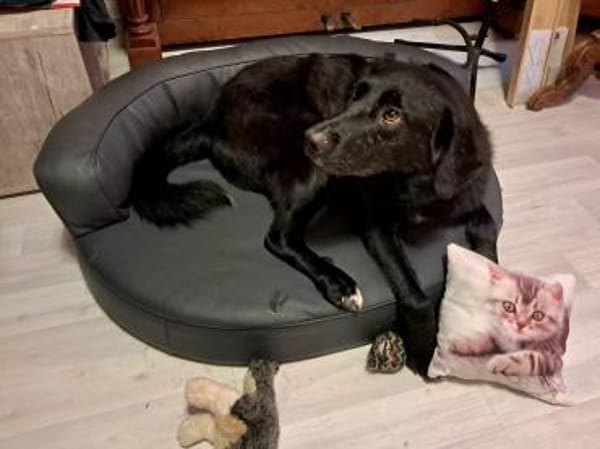Anton sucht ein Zuhause
