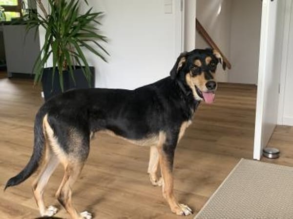 Luke sucht sein Zuhause