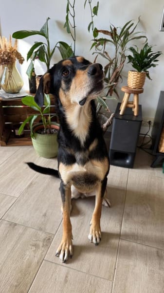 Luke sucht sein Zuhause