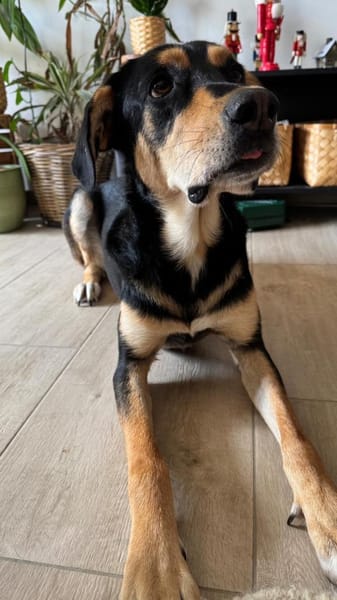 Luke sucht sein Zuhause