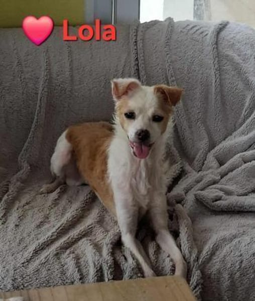 Lola - sucht ein ruhiges Plätzchen