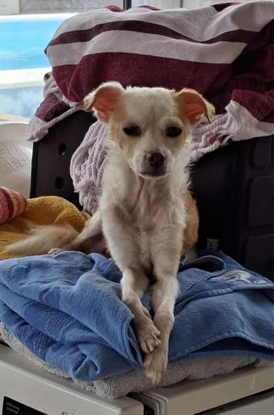 Lola - sucht ein ruhiges Plätzchen