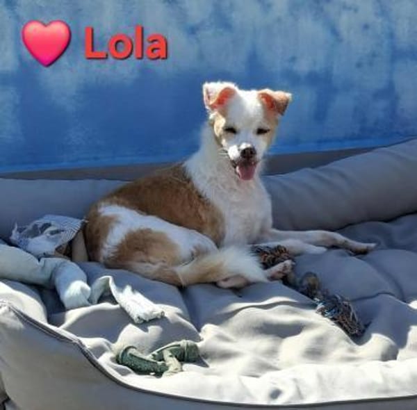 Lola - sucht ein ruhiges Plätzchen