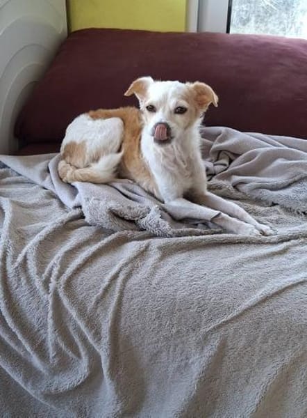Lola - sucht ein ruhiges Plätzchen