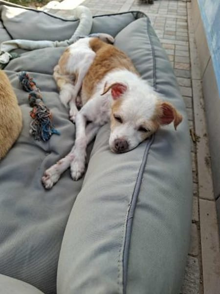 Lola - sucht ein ruhiges Plätzchen
