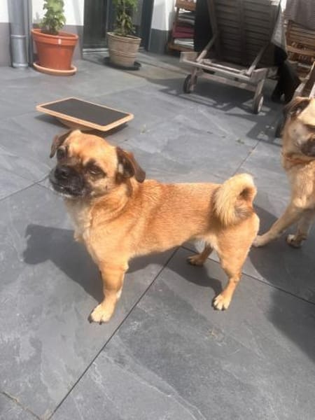 Mops-Mischling Olli