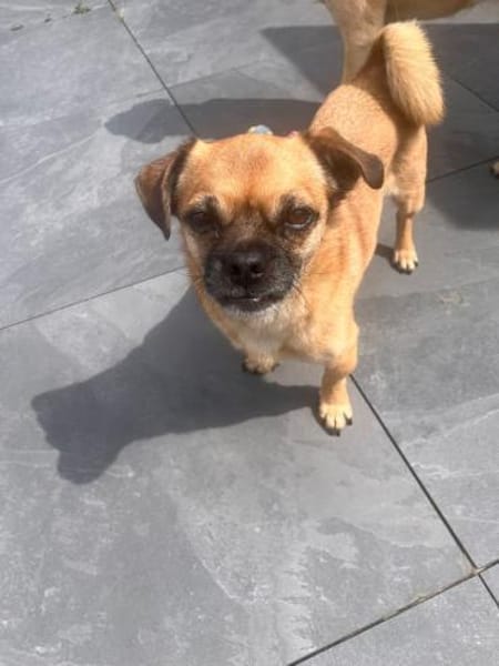 Mops-Mischling Olli