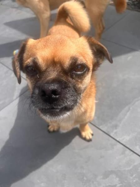 Mops-Mischling Olli