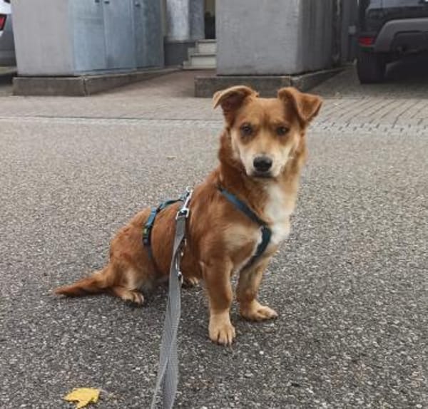 Verschmuste Lissy❤ sucht liebes Heim