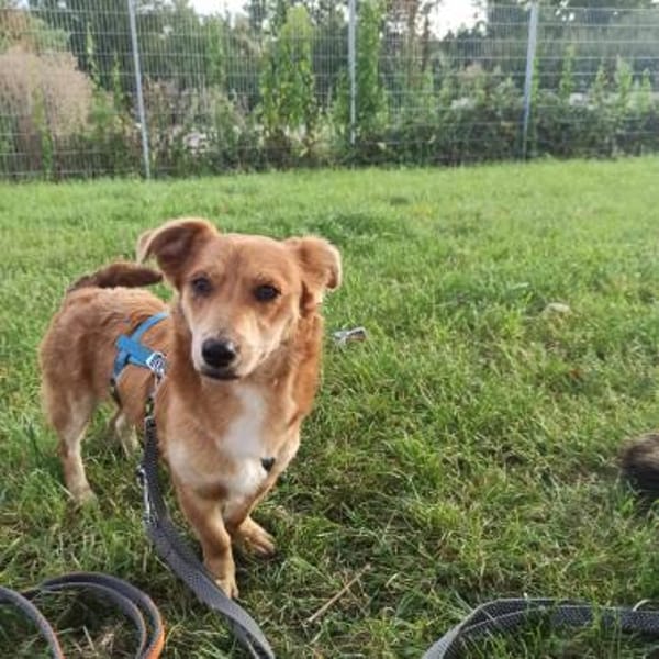 Verschmuste Lissy❤ sucht liebes Heim