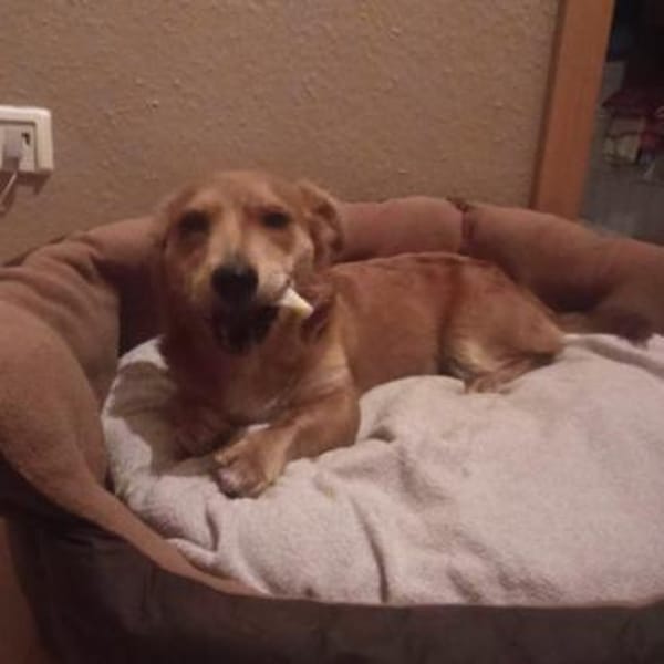 Verschmuste Lissy❤ sucht liebes Heim