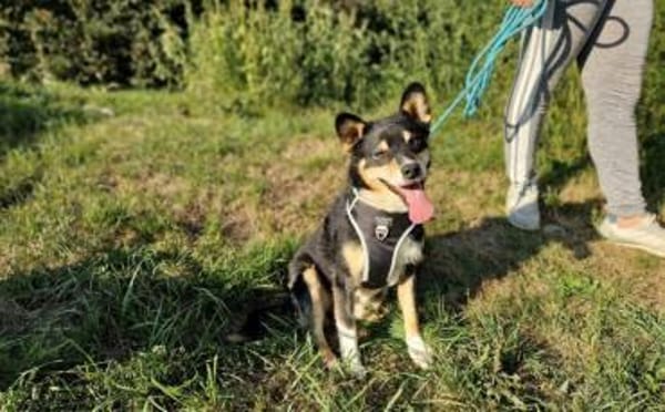 Herzensdieb Cap sucht ein Zuhause