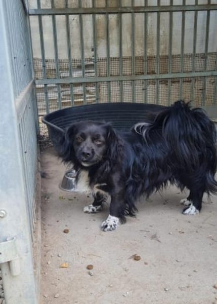 Tino, kleiner Herzensbrecher sucht Dich