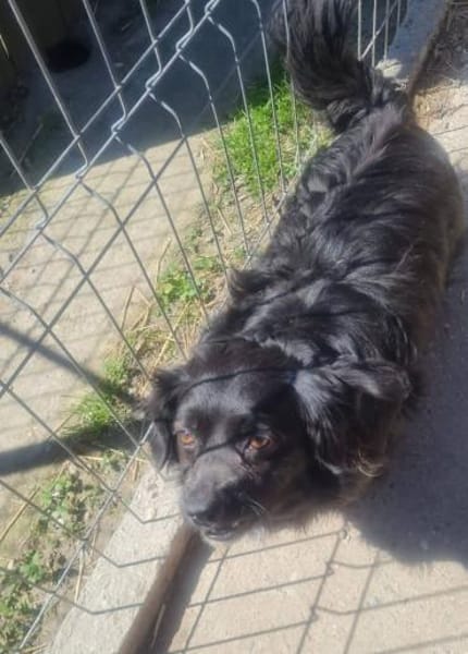 Tino, kleiner Herzensbrecher sucht Dich