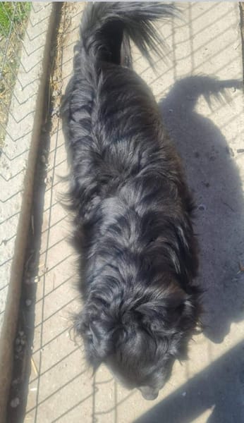 Tino, kleiner Herzensbrecher sucht Dich