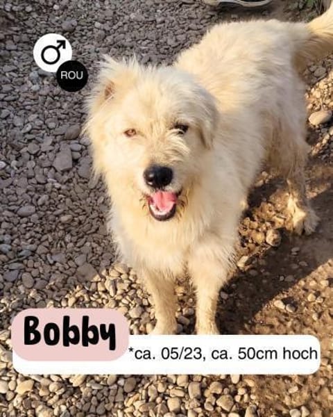 Lieber BOBBY sucht sein Körbchen