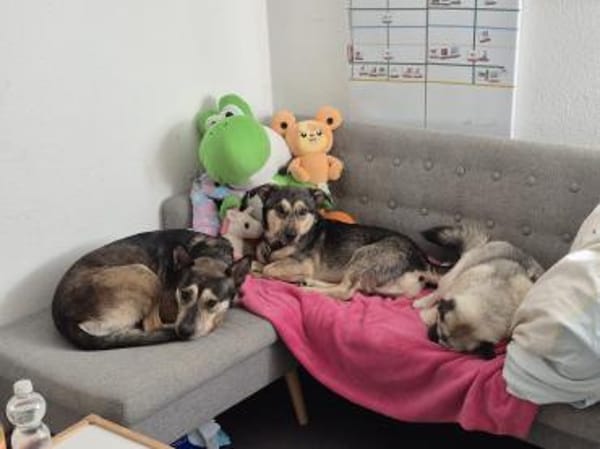 Shuri, lieb, anhänglich sucht dich