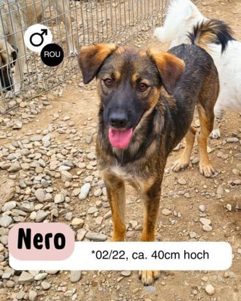 Liebenswürdiger NERO sucht Kuschelplatz