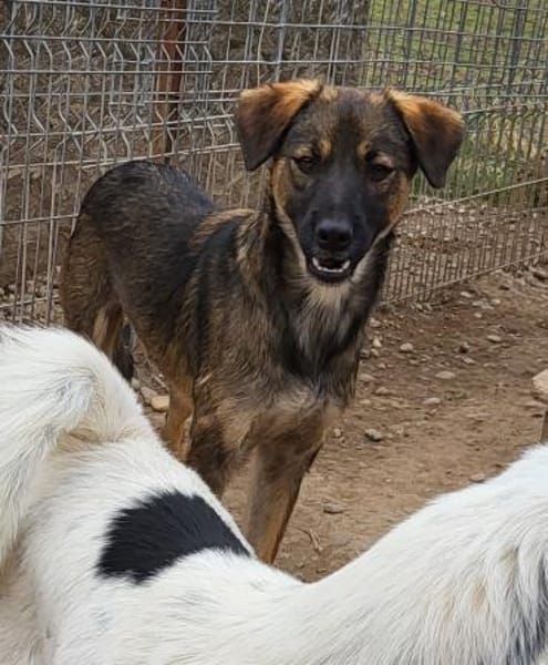 Liebenswürdiger NERO sucht Kuschelplatz
