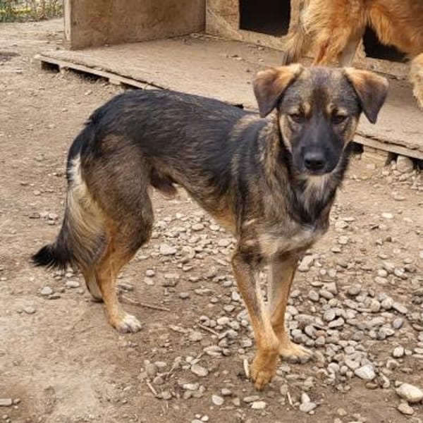 Liebenswürdiger NERO sucht Kuschelplatz