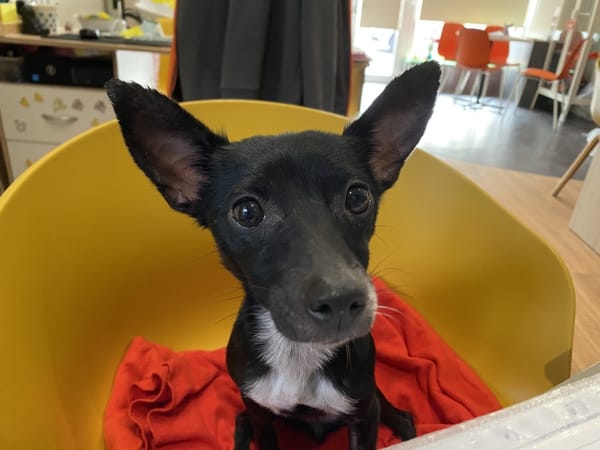 STELLA