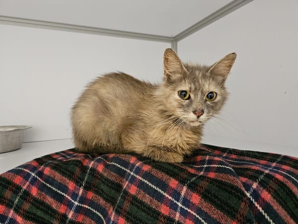 TSUKI (en cours d'adoption)