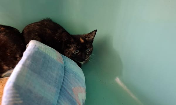 GRUMPIE