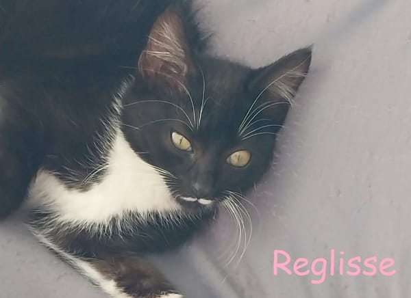REGLISSE