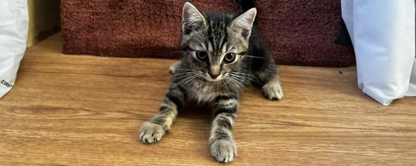 STELLA