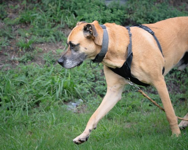 Stick
