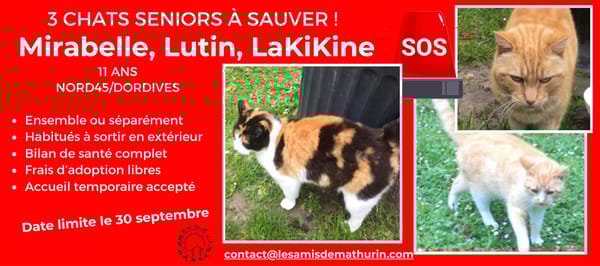 Mirabelle, Lakikine, Lutin