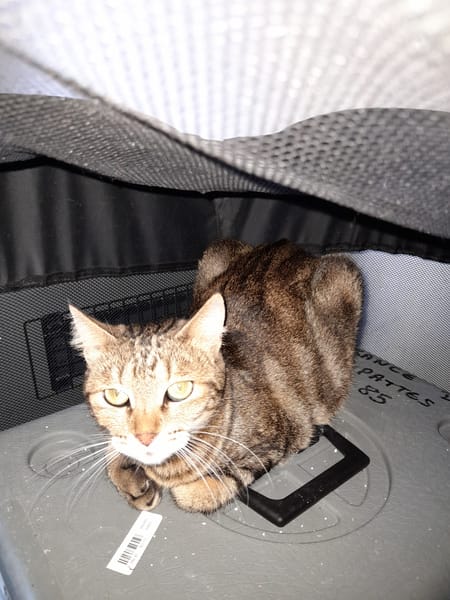 Lucy chatte adulte