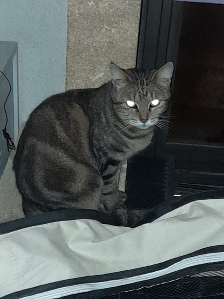 Lilo chatte adulte