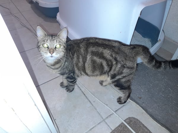 Lilo chatte adulte