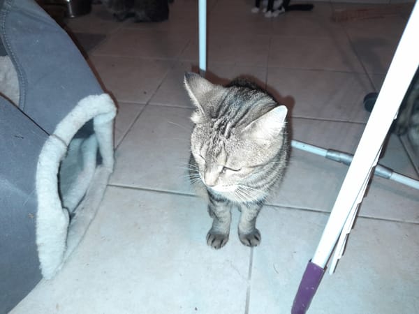 Lilo chatte adulte