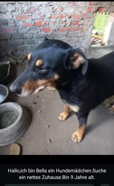 Bella2 eine treue Seele sucht Euch