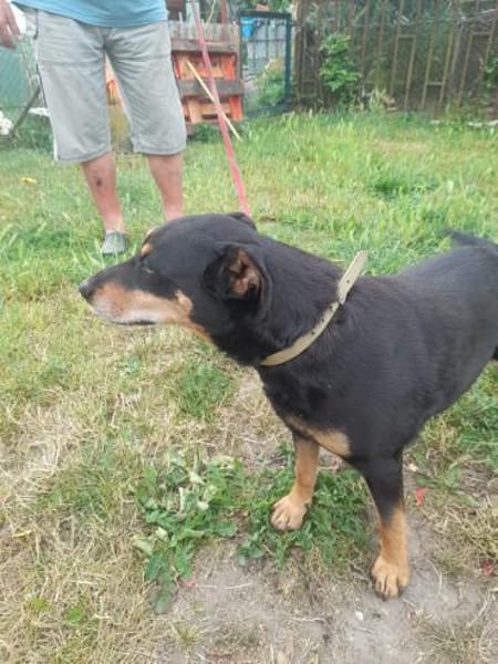Bella2 eine treue Seele sucht Euch