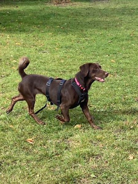 Mina💜💜💜 Für-immer-Zuhause gesucht