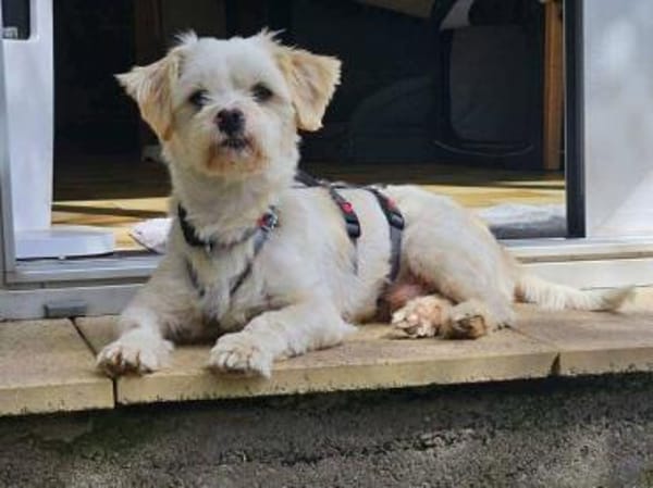 BUBIKO sucht liebes Zuhause