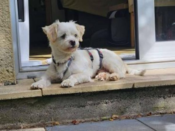 BUBIKO sucht liebes Zuhause