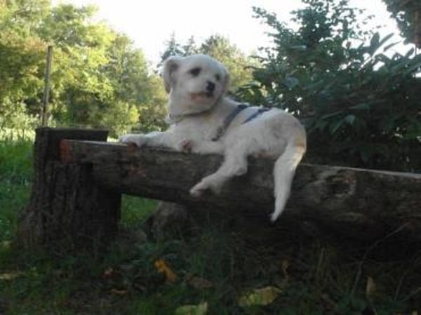 BUBIKO sucht liebes Zuhause