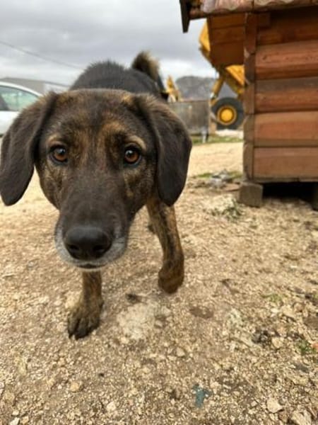 Schüchterner  Nacho sucht sein Zuhause
