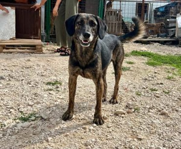 Schüchterner  Nacho sucht sein Zuhause