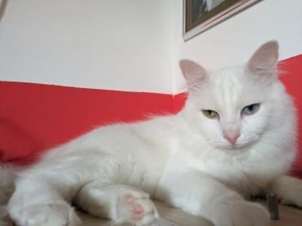 Kater Casper