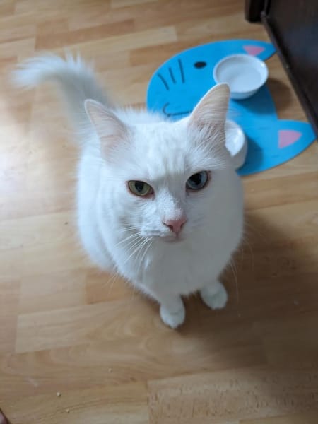Kater Casper