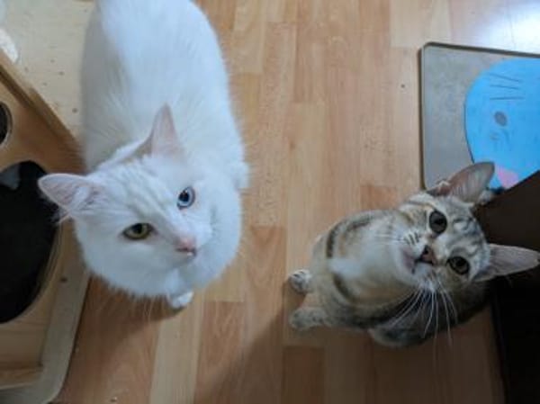 Kater Casper