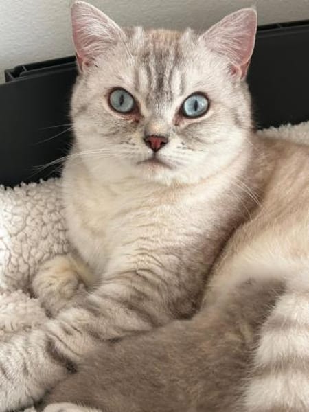 Jasmin Sanfte Britisch Kurzhaar Katze